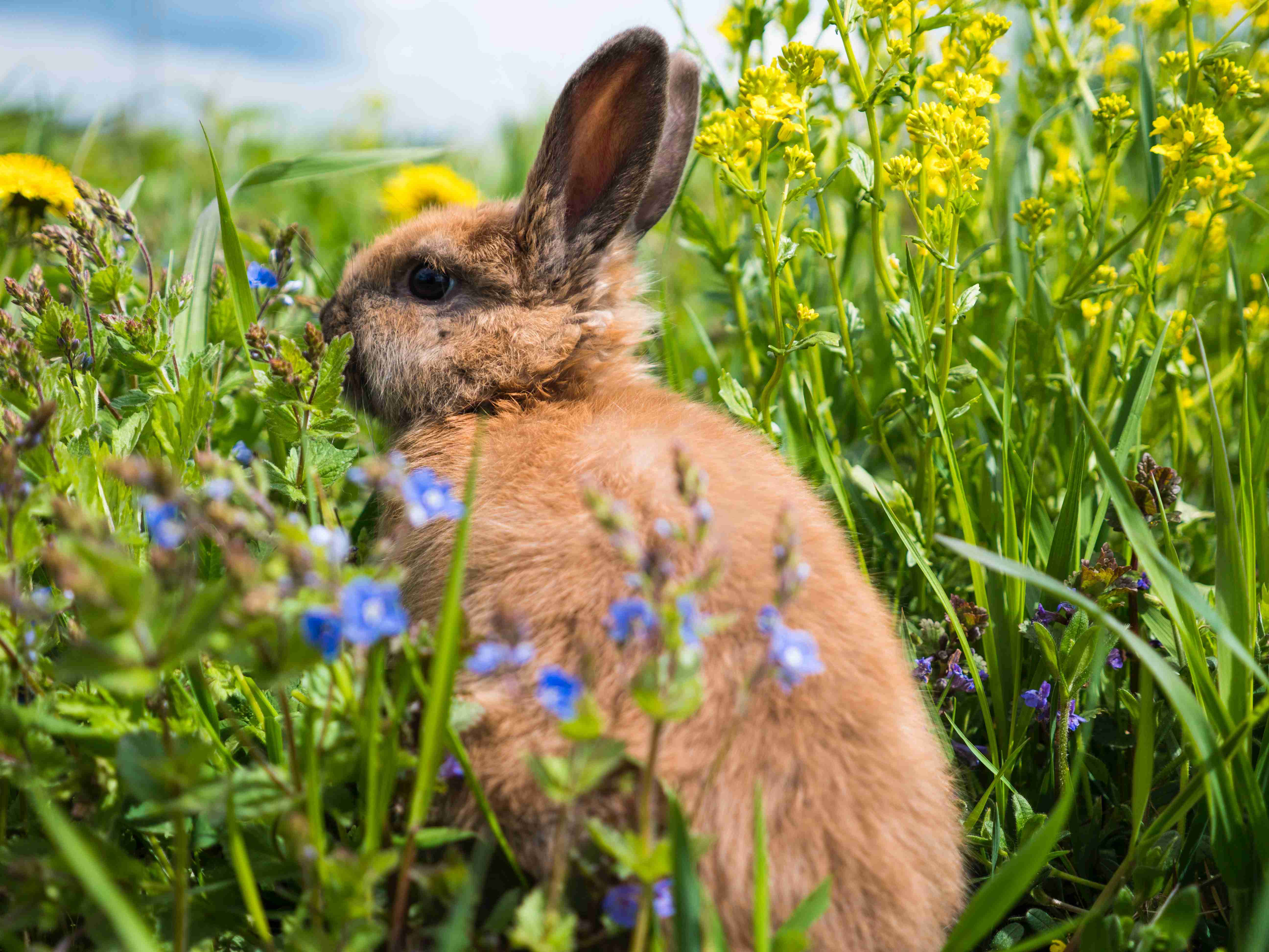 Is Your Pet Rabbit Suffering from Gastrointestinal Issues? Look Out for These Telltale Signs